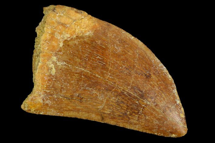 Serrated, Carcharodontosaurus Tooth - Real Dinosaur Tooth #127162